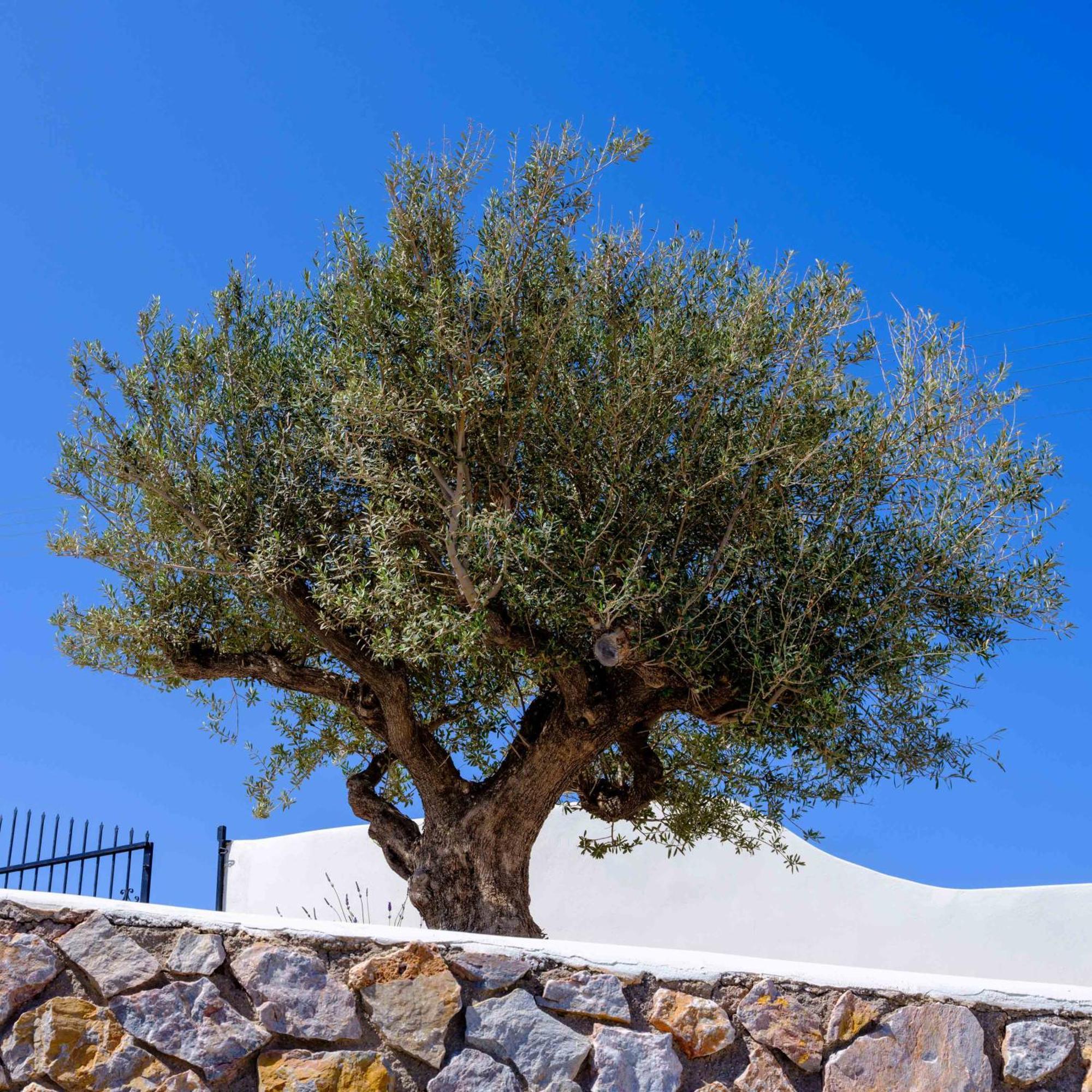 Santorini C Villa Фира Екстериор снимка